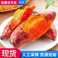 新鮮蜜薯.正宗山東沙地蜜薯.地瓜紅薯煙薯25號煙薯店用批發(fā)50斤